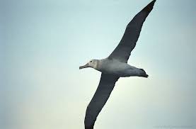 7B-Albatross bird*418 Images?q=tbn:ANd9GcSQJWIIlb18f_qrSuO0VHMiDrCmgqEuDy7dt4KaIuqIo_0EVjQ&t=1&usg=__bY1vYw4r2vD8lG6NF0zX7EE62Uw=
