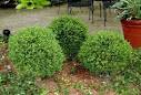 Foundation Plants