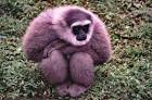 Javan Gibbon