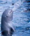 Experts doubt rise in Irrawaddy dolphin population