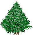Evergreen Tree Pictures and Images