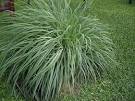 Citronella Oil