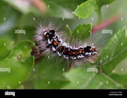 Attēlu rezultāti vaicājumam “Euproctis similis larva”