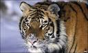 BBC - Earth News - Amur tigers in population crisis
