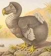 Holocene extinction - Wikipedia, the free encyclopedia