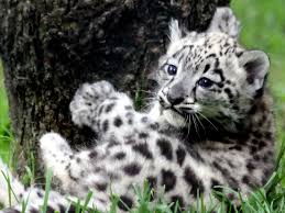 Un animal híbrido entre león y Leopardo Images?q=tbn:ANd9GcSQuhoVcm6VMcaqNgw1vQQlVC0HXFKKQE_8GlmXIKMgSTBMKcs_IQ