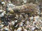 one of several horse-fly - via Daymix