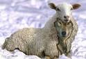 False Prophets