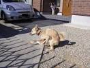 Bird Dog For Sale Picture