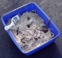 Coolest Homemade Kitty Litter Cake Photos