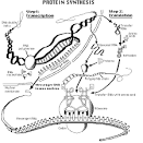Protein Synthesis