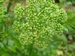 <b>Coriandrum</b> sativum(Coriander)