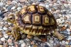 Kiliws Blog: African spurred tortoise