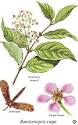 <b>banisteriopsis</b> caapi