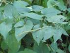 <b>Saururaceae</b> Saururus cernuus