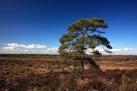 day on the New Forest, warm enough to only be wearing a polo shirt. - via Daymix
