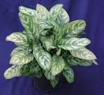 Plants Unlimited -- Houseplants for Low Light Plants Unlimited ...