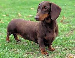 aaa