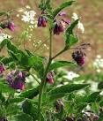 Comfrey (Symphytum officinale). For a wider view of the location see > Link - via Daymix