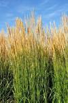 Myth and Culture Connected to the Golden Reed | Norman and Lynn Reed