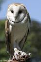 Barn Owl Facts   NatureMapping