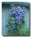 WARNING! CLEMATIS ADDICTION IS SERIOUS.
