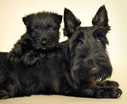 Scottish Terrier Top Dog Image