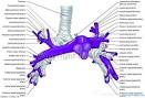 <b>Pulmonary arteries</b> : <b>Pulmonary</b>