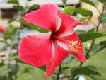 Fail:Bunga Raya Merah.jpg - via Daymix