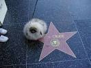 hollywood