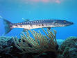 Barracuda - Wikipedia, the free encyclopedia