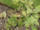 Deadly Nightshade at Chelsea - via Daymix