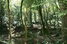 North Hill Woods at the edge of the Luxulyan Valley - via Daymix