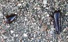 Red Grouse Droppings - via Daymix