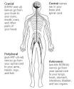 What is the Nervous System?