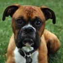 Boxer - Breed Information and Pictures