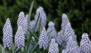 Image result for Muscari hybrids