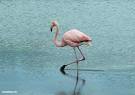 Photo: Flamingo, South America