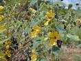 <b>Chamaecrista</b> fasciculata