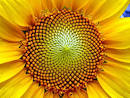 The Fascinating FIBONACCI NUMBERS ~ Environment Clean Generations