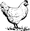 Farm Animal Coloring Pages