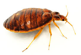 Bed Bugs Control Noida