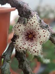 「Stapelianthus madagascariensis」の画像検索結果