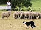 Trial Lawyers - sharks, wolves or sheep dogs? | | Atlanta Injury ...