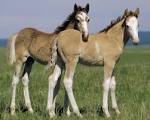 beautiful horses 2961