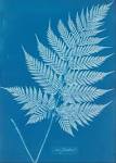 File:ANNA ATKINS - New Zealand - Google Art Project.jpg.