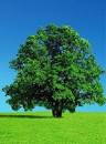 Allergy Sufferers Can Learn to Love a Tree Again with Boiron ... 