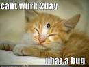 http://icanhascheezburger.files.wordpress.com/2008/03/funny-pictures-orange-kitten-has-ladybug.jpg