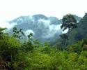 Borneo Rainforest - Borneo Malaysia