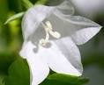 HowStuffWorks "Campanula, Bellflower: A Profile of a Perennial Flower"